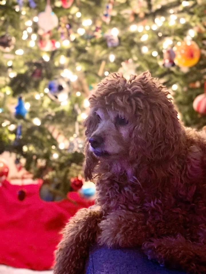 davidfichera's tweet photo. @sprint #MerryandBrightSweepstakes https://t.co/o30GSvkPHr