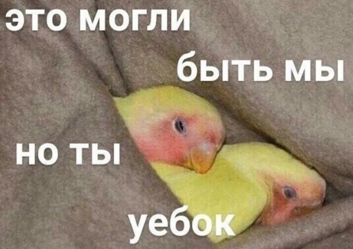 Попугай люблю надпись