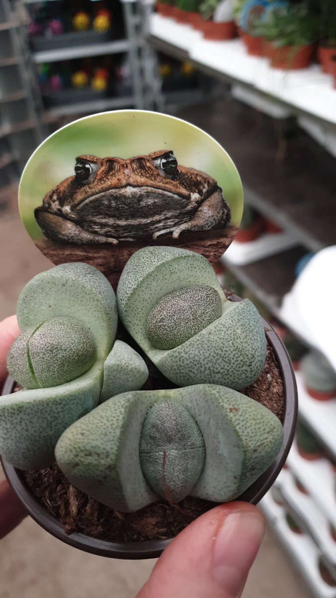 Heboplant BV. tweet media