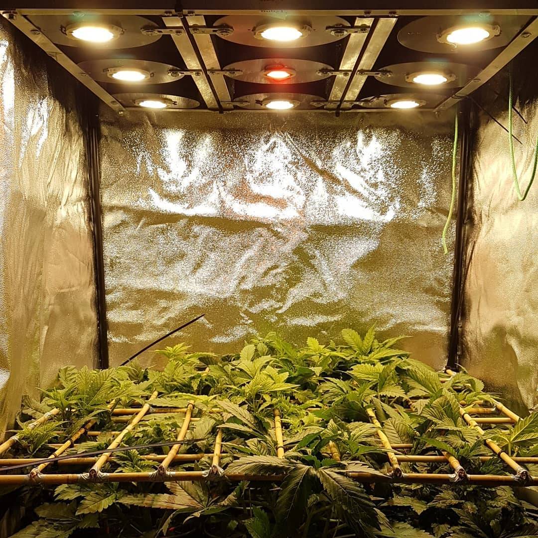 spliffseeds's tweet photo. Update on the MegaPowerPlant from #spliffseeds ๐๐ they are getting very bushy & filling up the space completely, so time raise the #rubolhorticulture LEDs a little bit higher so the ladies can reach for the sky ๐๐๐๐๐๐
https://t.co/gV7EN2tcn6 #cnnbs #GrowSolutions https://t.co/QpOYTTXmRZ