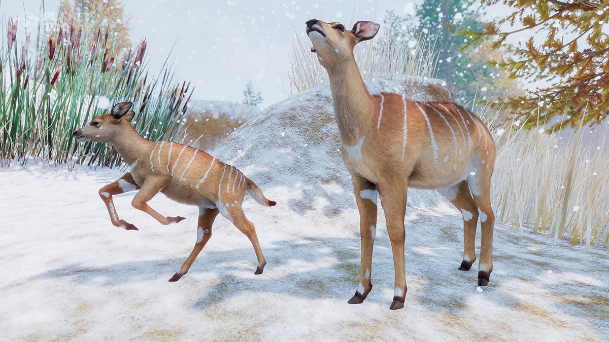 animal planet zoo download free animal planet zoo download free