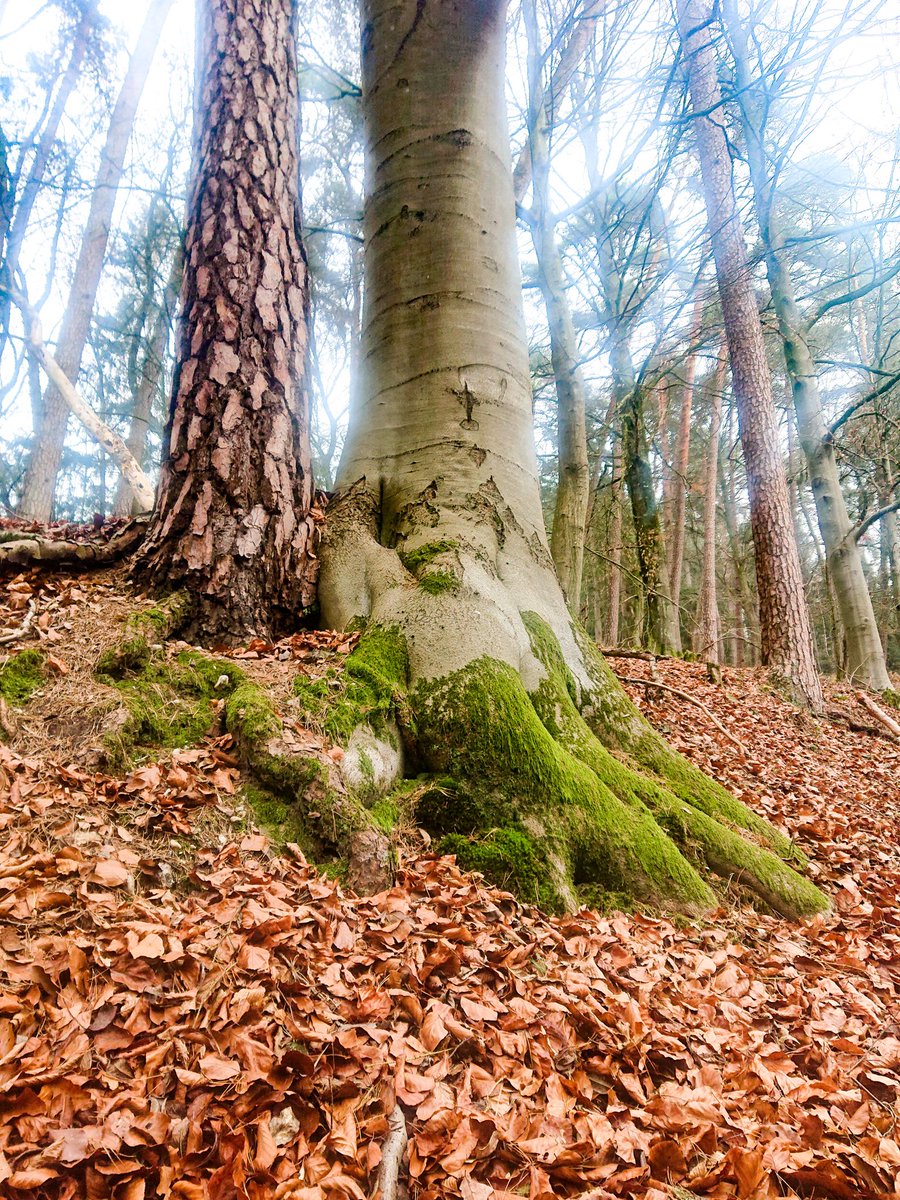 IronBalls82's tweet photo. Letzte Mittagspause im Wald für 2019, dann Urlaub. 🥳 Hab noch diese zwei Baumkumpels "getroffen". 🌳🌲😂 @mamamofu #treebuddies #TwitterNatureCommunity https://t.co/5l4UrEIiPW