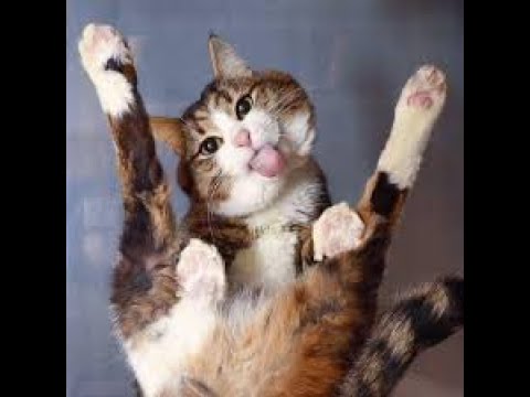 MeowMoeDotCom's tweet photo. #Cute #Cats #And #Funny #Dogs - #Funny #Cats #And #Dogs #Videos ...
 
#Cats #Cat #Kittens #Kitten #Kitty #Pets #Pet #Meow #Moe #CuteCats #CuteCat #CuteKittens #CuteKitten #MeowMoe
 
#funnycats #2019 #Ca #Cat #Catss #Cu #CuDogs #Cut
 
https://t.co/STPJ3KsdX2
 
. https://t.co/hySOO9Thop