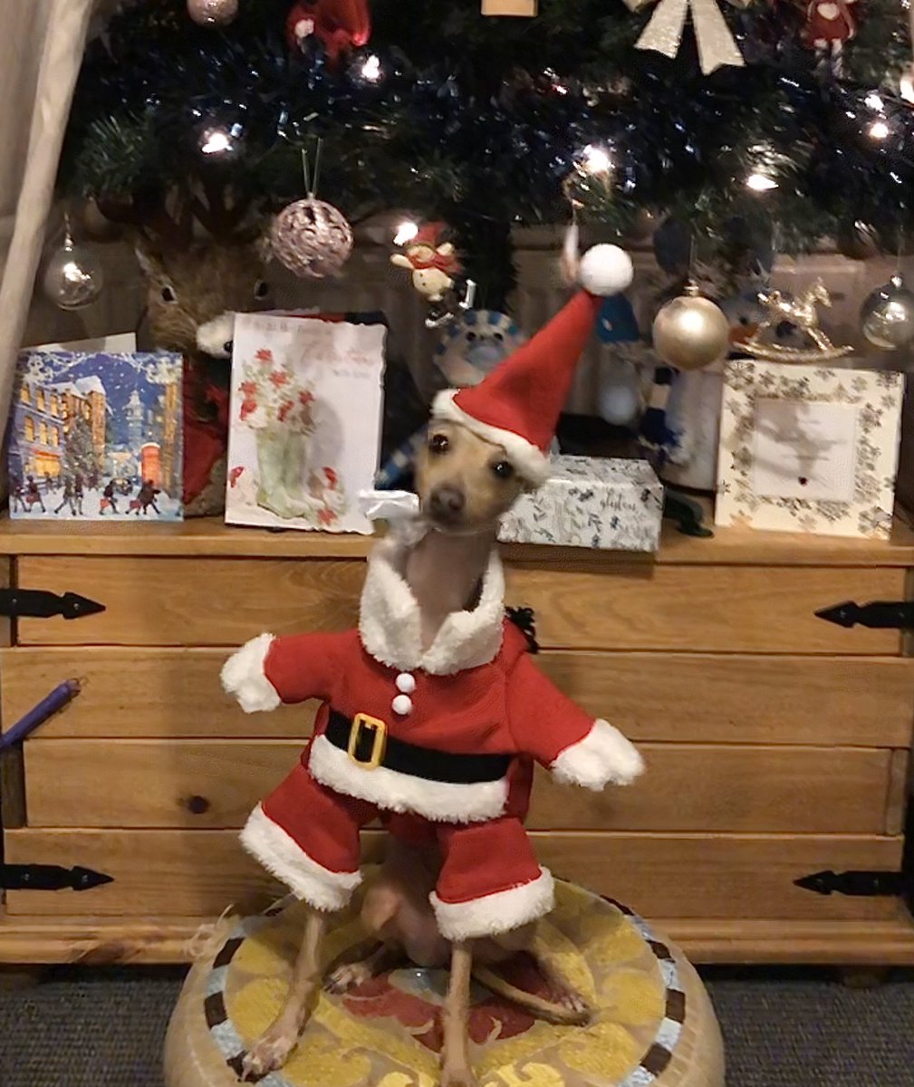 WeRepairghd's tweet photo. @magicfm @nicksnaith This is our dog Nancy who has 1500 Instagram follers. She is Santa’s Little helper at work with us this week. It’s her first xmas too #italiangreyhound https://t.co/bE1qJskUbj
