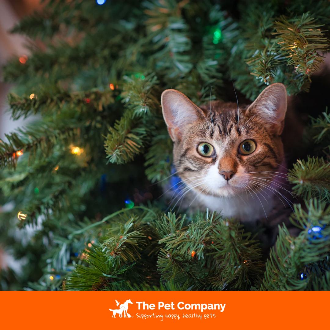 The perfect gift might be waiting for you under (or in!) the tree this Christmas. 😍

#Christmas #Pet