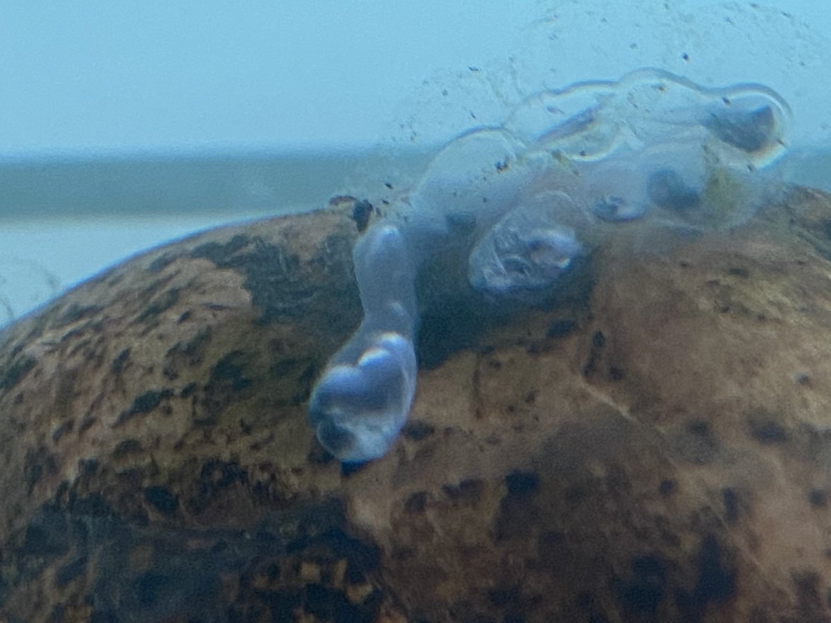 MillfieldBio's tweet photo. Biology pets Kevin and Kelly the  Axolotal’s have laid some eggs hopefully they will develop into some baby axolotal’s #millfieldscience #axolotals https://t.co/xWPRTADRIO