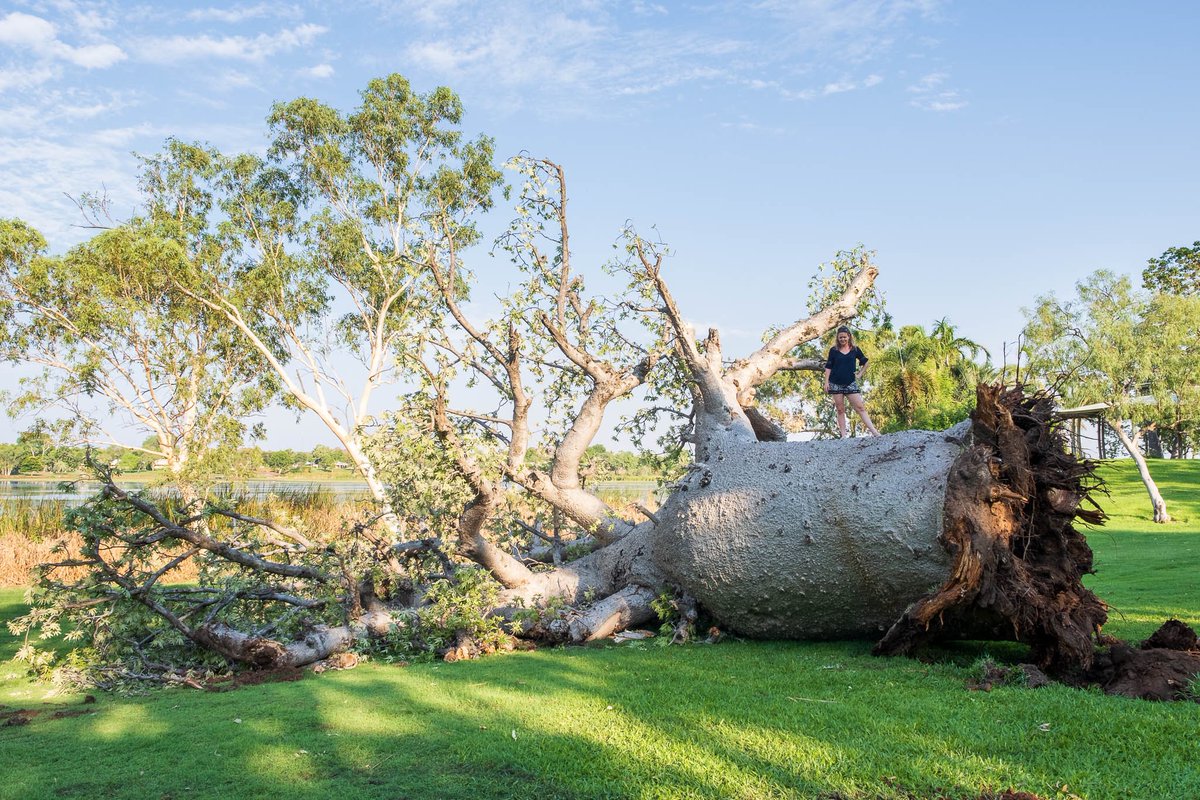 KimberleylandHP's tweet photo. Today #Kununurra lost a magnificent Boab Tree, a true matriarch. How can we replace a character, a spirit of 1,500 years? Our town is in mourning. #boab #boabtree https://t.co/tibZ2wRmy8