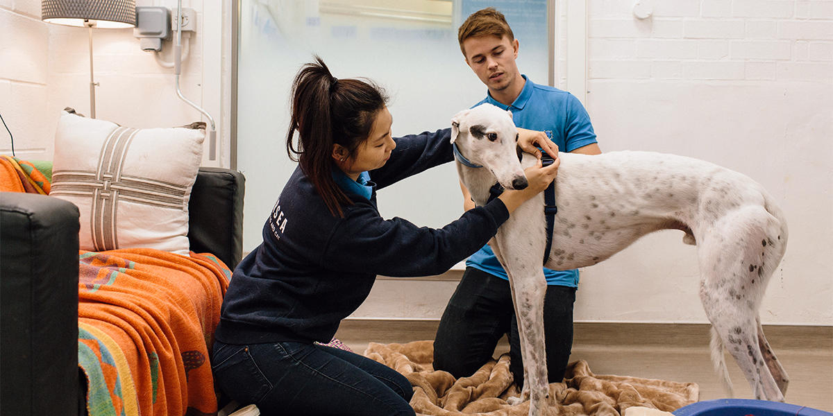 Battersea_'s tweet image. We're so pleased to see five-year sentences for animal cruelty in the #QueensSpeech. 💙 It's time to finally see this change become law - RT if you agree.