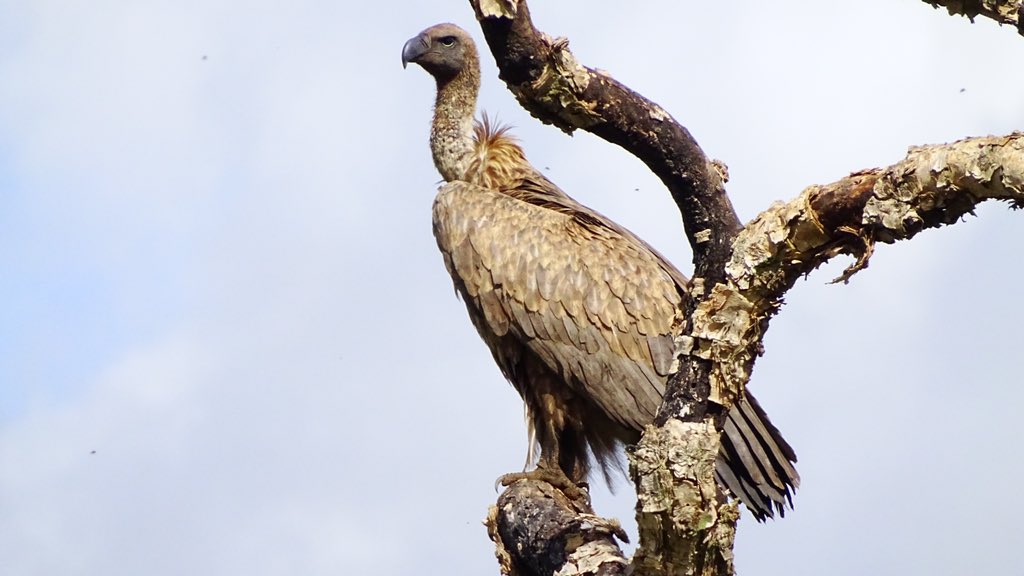 UmPhafa Reserve tweet media