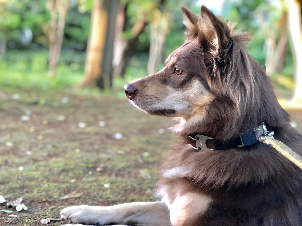 犬の横顔 Twitter Search Twitter 犬の横顔 Twitter Search Twitter