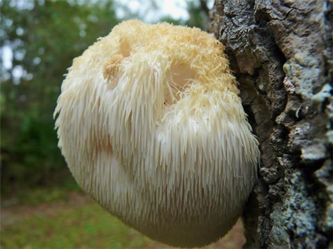 Este año está fructificando mucho en Europa y América en robles, encinas, hayas y avenidas urbanas de plátanos podados el rico Hericium erinaceus (hongo erizo, melena de león, y en Méjico: pechuga de guajolote y  "ji´i kolo" (en lenguas nativas). ¡Valiosísimo contra el ALZEIMER!