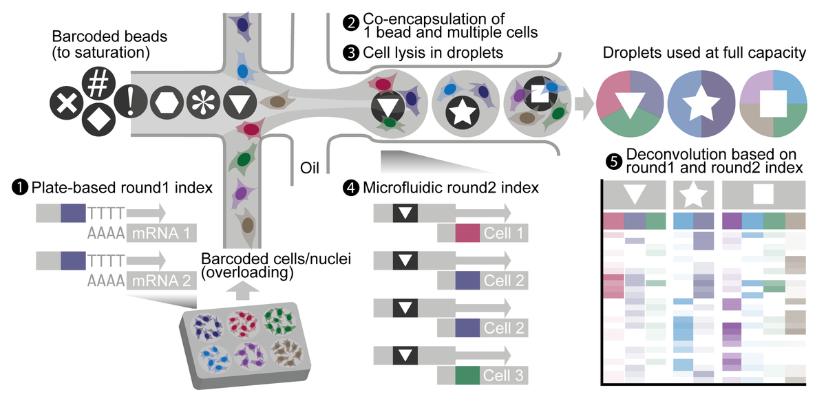 Hacking the <a href="/10xGenomics/">10x Genomics</a> platform for 15x more cells &amp; sample multiplexing. Combinatorial indexing + massively overloaded droplet-based scRNA-seq = scifi-RNA-seq. Preprint out now. biorxiv.org/content/10.110…
