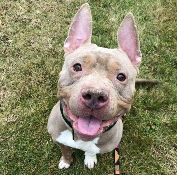 CuyahogaDogs's tweet photo. This face is just too much! When you see Bazooka's cute waddling walk and listen to him make the sweetest squeaks when he’s excited, you'll fall in love. Bazooka will happily sit for a treat and is very attentive. This smart boy will make a great family member. #Adopt him today! https://t.co/qMwGbL8Csp