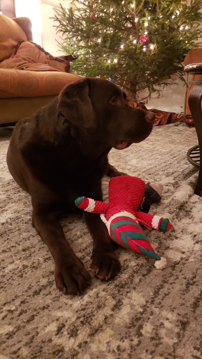 Dubs101002's tweet photo. I loves my Santa toy!  He didnt need the legs... don't judge me 😜 #dubsthelab #labradorretriever #dogsoftwitter https://t.co/gw68a1d3VJ