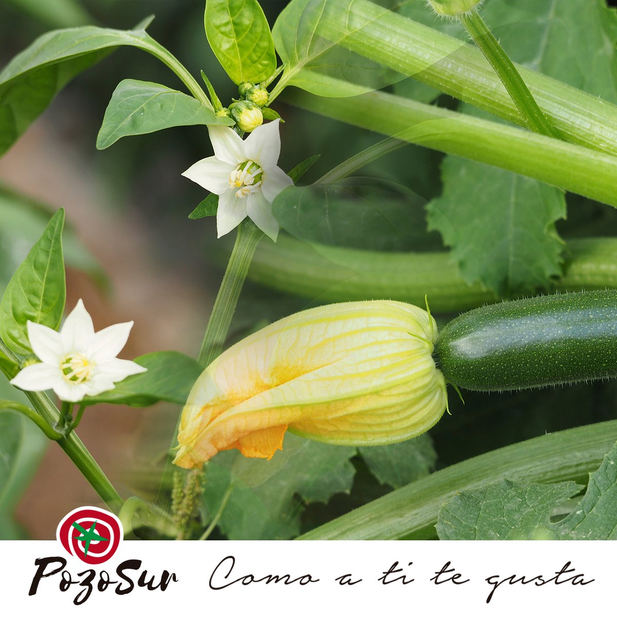 Pozo_Sur's tweet photo. Hay tanta, tanta belleza a nuestro alrededor. 🌸🌱🥒 https://t.co/NYNgW8fgMF