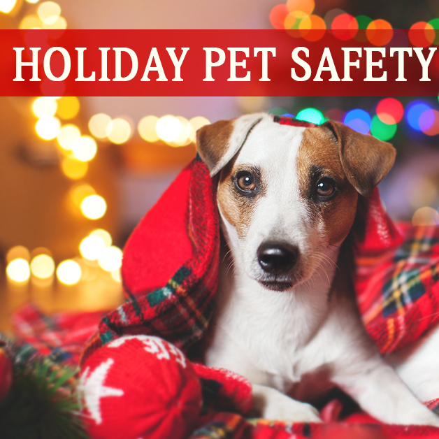 SpayEmAllYall's tweet photo. We sure hope this isn’t needed by you or a friend. The big 5 most common calls to the ASPCA Hotline: 

https://t.co/rDxROE5Eno

#aspca #HolidayPetTips https://t.co/8wxRRPzUYr