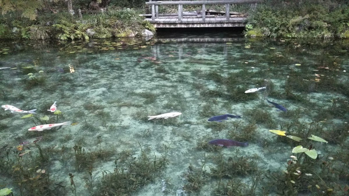 Suuujuuu's tweet image. 朝寒の靴音に鯉踊り寄る

#新俳句フォト #お～いお茶