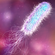 zoologicalscinz's tweet photo. How #Bacteria “Walk” Across a Surface

Scientists identify the coordinated sequence of pili movements that Pseudomonas aeruginosa use to move

Visit: https://t.co/DT2EbFCC88

#Microbiology #Immunology #Frankfurt #Germany #Virology #conference #congress #pathology #infection #2k19 https://t.co/lLbrXFW9XK