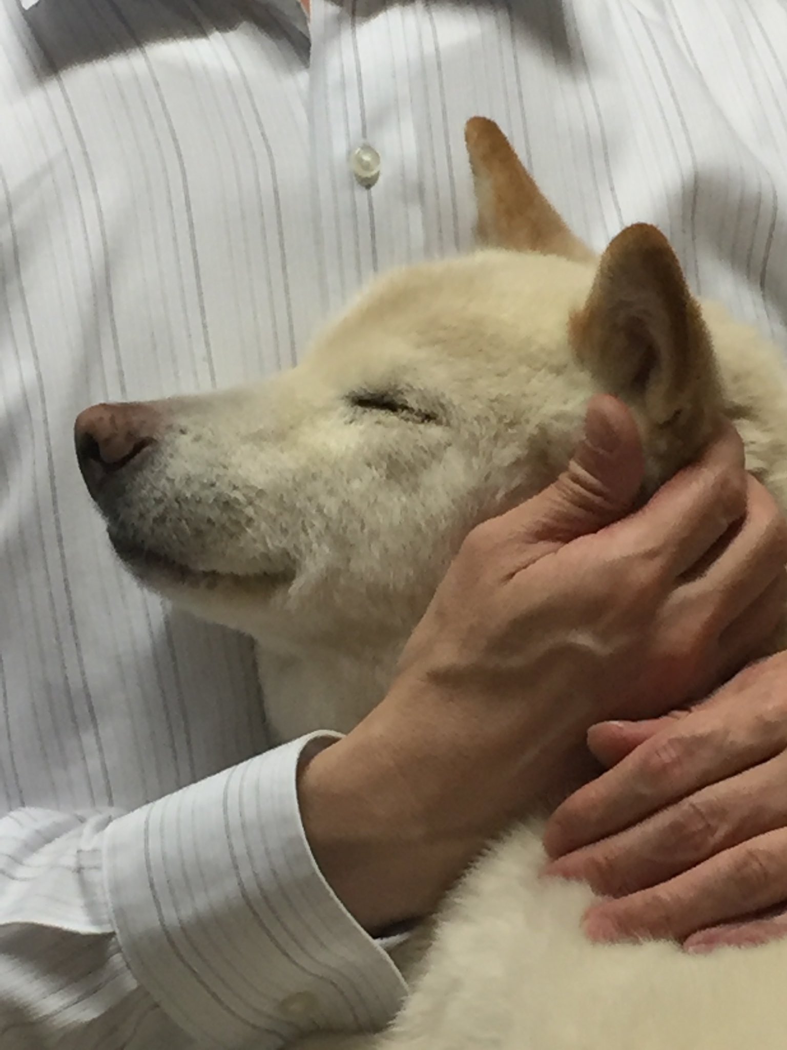 犬の横顔 Twitter Search Twitter