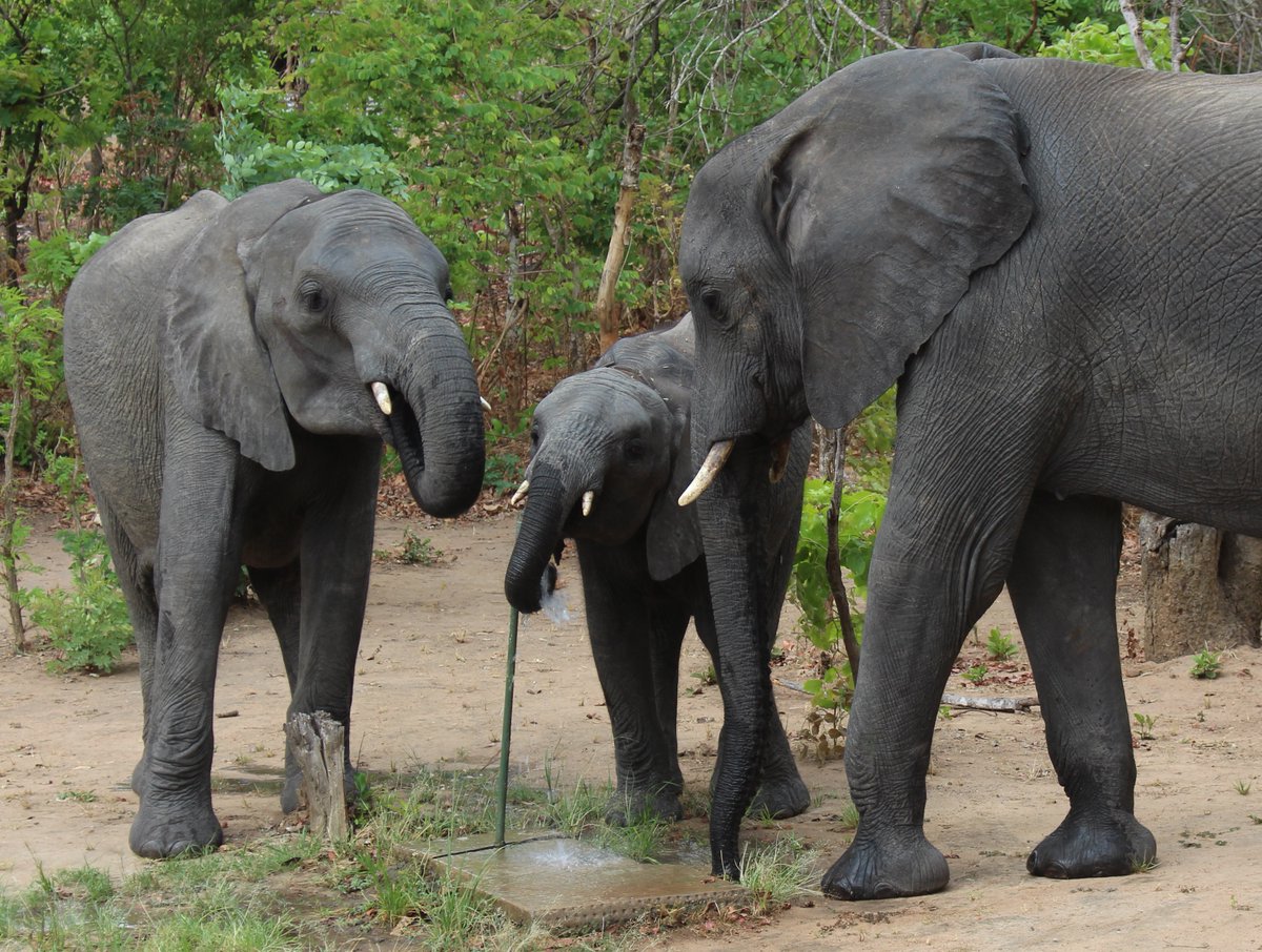A group of elephants drink from a flowing water tap.