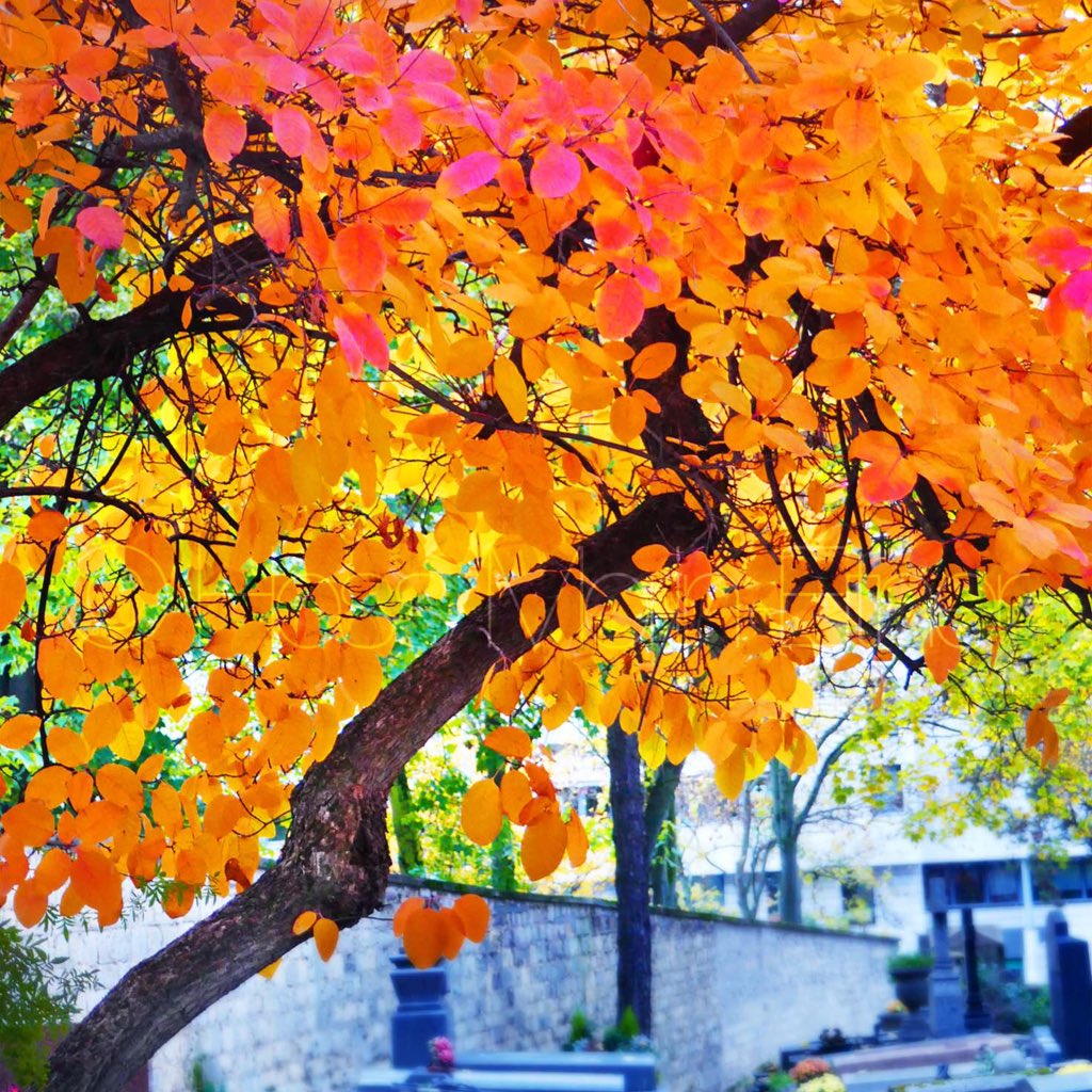 AArbres's tweet photo. ~ Merveille ~ #arbre #tree #cimetiereBelleville https://t.co/yma1AS3G7Z
