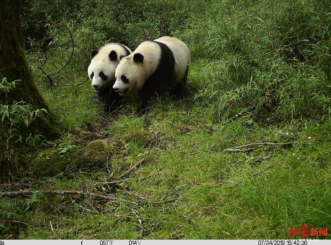 pandas_fr's tweet photo. 🐼🌲🇨🇳 Deux jeunes pandas sauvages, probablement des jumeaux, photographiés dans la réserve naturelle de Wolong
🔗 https://t.co/5os1McAzdB
#giantpanda #panda #wildpandas #Wolong https://t.co/37fycNChMt