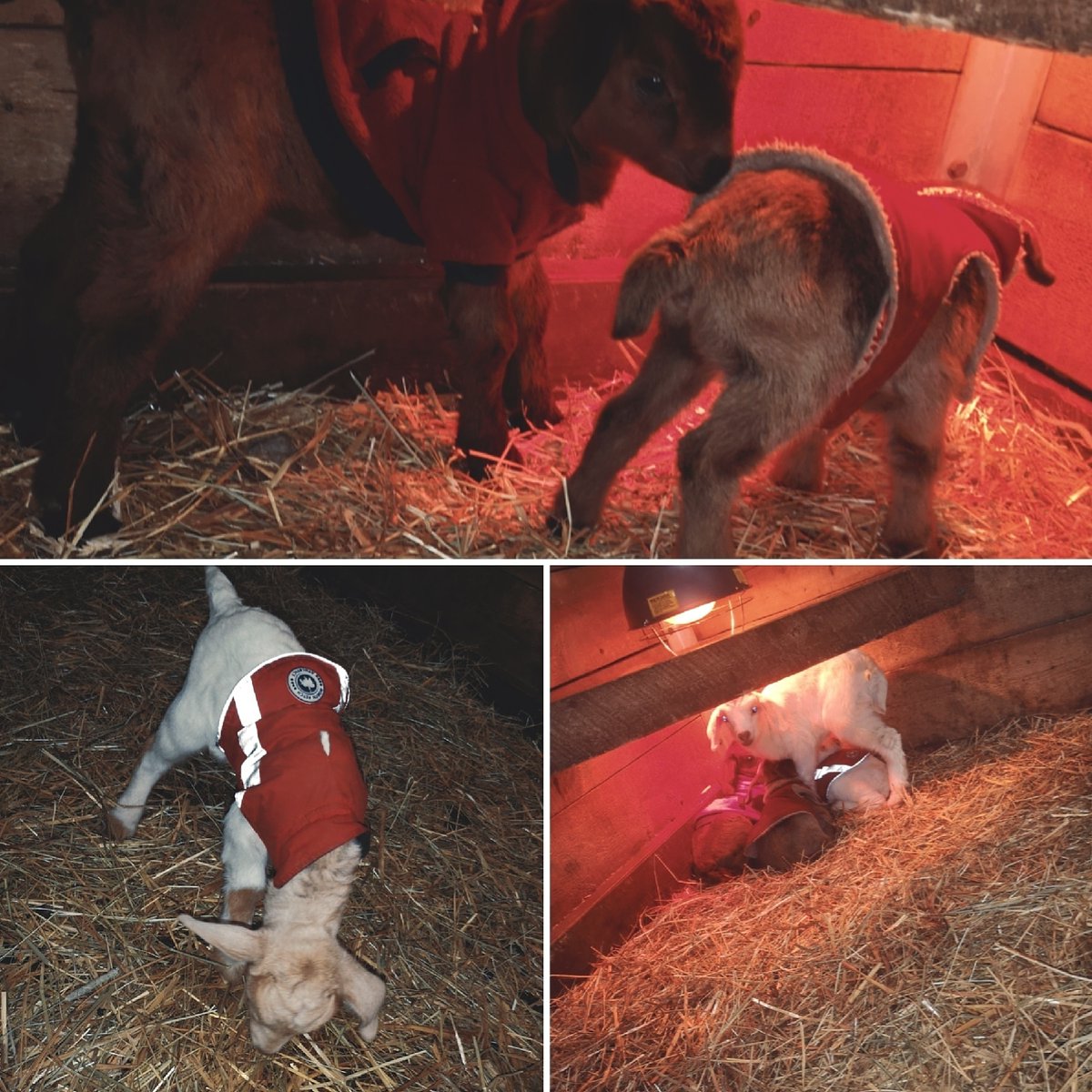 OUR CHRISTMAS BABIES ARE HERE! 
🎄♥️🎄♥️🎄♥️🎄♥️🎄♥️🎄♥️🎄
Stop by our Petting Pen to see our brand new baby goats! 
We are open 7 days a week from 9am-5pm!