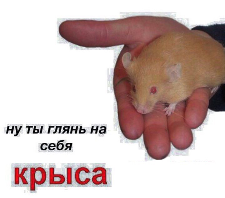 kerjgth04's tweet photo. покидайте мемов с крысами по типу таких(не агрессивные тоже пж, валентинки кстати можно тоже кста, понравившиеся ретвитну, хотя поднимет ли это актив? а ладно мне просто нужны мемы с крысами пжжж)

игнорщики лохи кста) https://t.co/bSGn6tHlvv