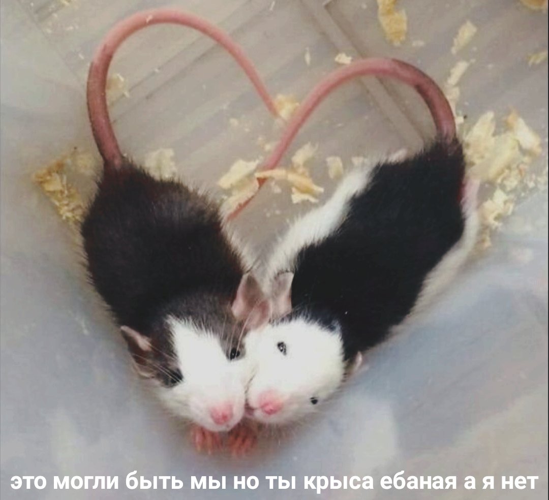 kerjgth04's tweet photo. покидайте мемов с крысами по типу таких(не агрессивные тоже пж, валентинки кстати можно тоже кста, понравившиеся ретвитну, хотя поднимет ли это актив? а ладно мне просто нужны мемы с крысами пжжж)

игнорщики лохи кста) https://t.co/bSGn6tHlvv