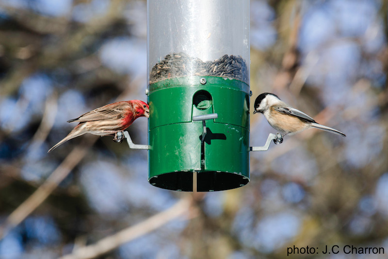 lemontRoyal's tweet photo. 🐦 Did you know that over 20 species of #birds can be observed on #MountRoyal in winter?
🐾 #Birdwatchers are invited to visit #feeders located on Olmsted Path between #SmithHouse and the #MountRoyal Chalet and along the #summit loop.
#montreal https://t.co/q6vWW2jIyk