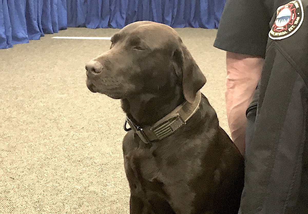 RecordCourierNV's tweet photo. Gunner, the Tahoe-Douglas Fire District bomb dog, was a very good dog at today's Local Emergency Planning Commission. #douglasworkingdogs https://t.co/AAvDZfVmdx