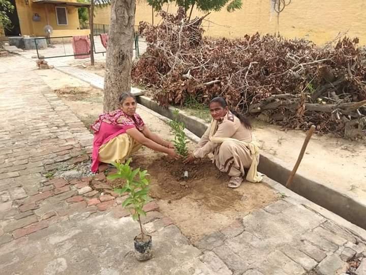 AshaMadaan6's tweet photo. #TheGreenDrive सत डा गूरूमीत राम रहीम सिह जी इनसा जी की प्ररेणा से हो कोई भी गमी खुशी या कोई वार त्यौहार  करके पौधारोपण  यह बना देते है हर दिन  यादगार https://t.co/tIdiSnOY3v
