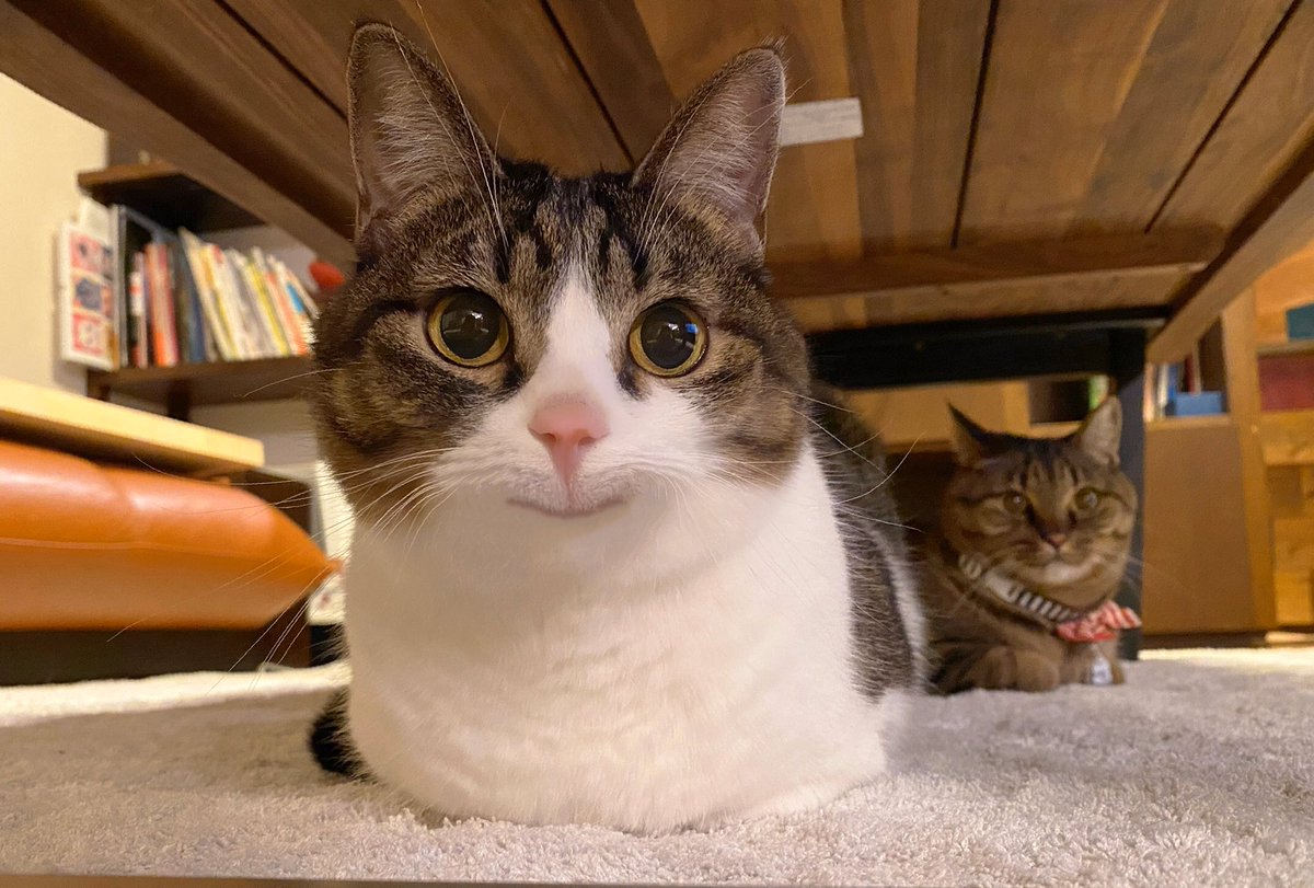 猫 口角上げていこう😸