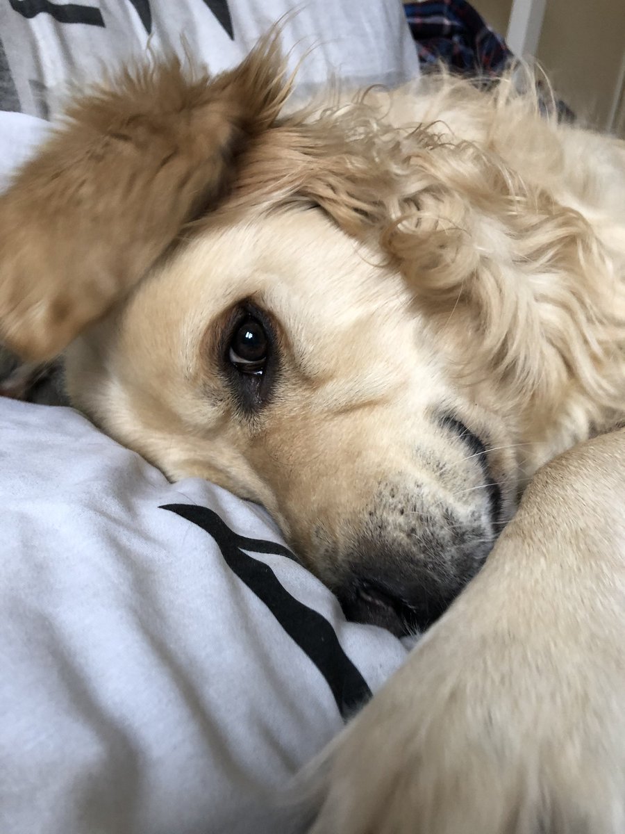 RetrieverBarney's tweet photo. On mum and dads bed.. #BarneyRules 🤣 #dogsoftwitter #raining #keepingwarm 😁 https://t.co/B7js1YyhA4