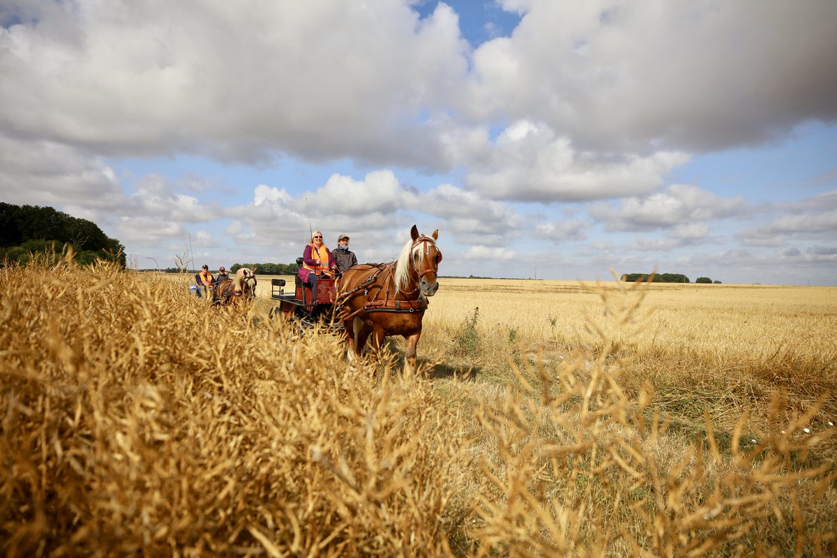 Les_Yvelines's tweet photo. Récap #Yvelines2019 🐎 C’était le rendez-vous tant attendu des passionnés de tourisme à #cheval : l’#Equirando a posé ses sabots au Haras des Bréviaires du 1er au 4 août. L’occasion de découvrir des cultures équestres variées.
➡️ https://t.co/0nmUUmW9Wp https://t.co/tVPbB9sabF