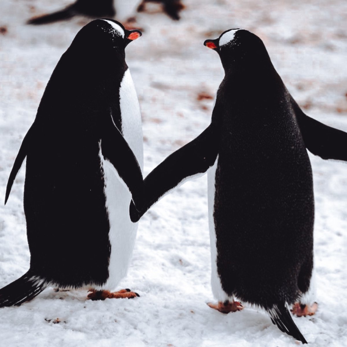 Как говорят пингвины. Два пингвина. Пингвин адели камушек. Императорский пингвин aptenodytes forsteri. Как говорят пингвины.