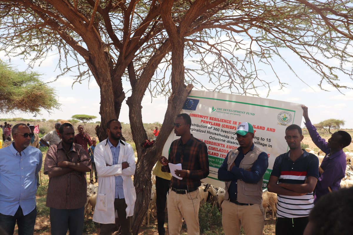ADOSomalia's tweet photo. Recurrent droughts in Somaliland resulted in loss of livestock massively in most of rural communities, #ADO getting help from #European_Union distributed 840 breeding goats and sheep to most drought affected HHs in #Xidhxidh, #Shilmaale and #Beerato villages in #Odweine district. https://t.co/4ANkbkVfrn