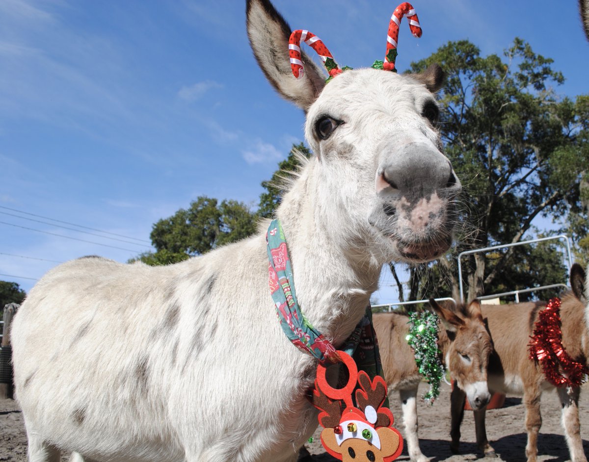 braysofsunshine's tweet photo. Twelve days of donkeys #MarCee https://t.co/9GGXWZwh5z