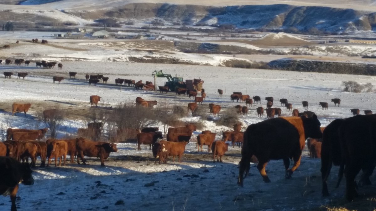 SaskCattlemens's tweet image. Beef Fact: Did you know that all beef is antibiotic free?

There is a specified withdrawal time that must pass after the final treatment to ensure no residues are present in the beef. If any residues are found the beef is not allowed into the food chain.

#AmazingBeef