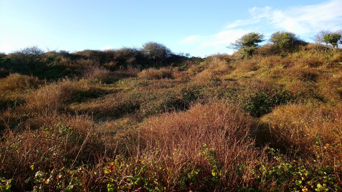 Cornwall_BC's tweet photo. Superb partnership work done at Penhale Sands earlier this week by our volunteers in cooperation with Cornwall Wildlife Trust's Penhale Ranger, Jon Cripps. We worked together to improve habitat for the Grizzled Skipper butterfly on its only known site in Cornwall. https://t.co/alAhON3J39