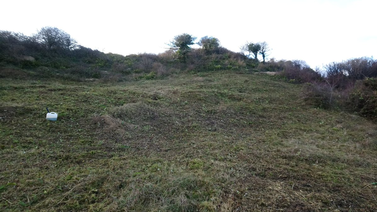 Cornwall_BC's tweet photo. Superb partnership work done at Penhale Sands earlier this week by our volunteers in cooperation with Cornwall Wildlife Trust's Penhale Ranger, Jon Cripps. We worked together to improve habitat for the Grizzled Skipper butterfly on its only known site in Cornwall. https://t.co/alAhON3J39