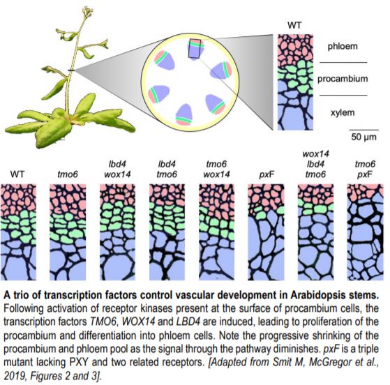 ThePlantCell's tweet photo. IN BRIEF: The Shape of Rings to Come: Systems Approach to Xylem and Phloem Formation in Arabidopsis @likeyoda1 @bradylabs @peter_etchells @MSCActions @N8agrifood #VascularDevelopment #PlantBiology https://t.co/mxGAEkSSOg https://t.co/dYq64yMIbY
