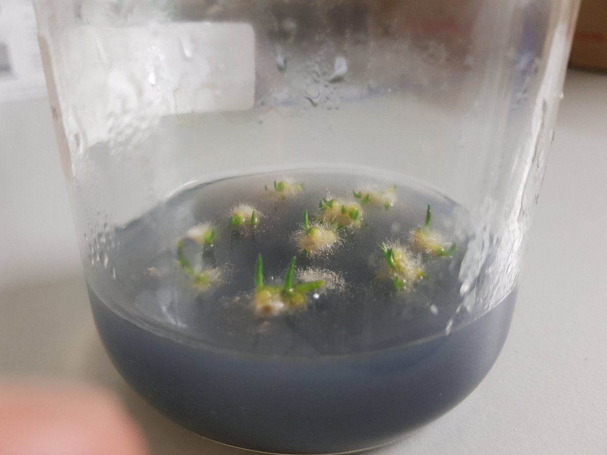 duncanyoung16's tweet image. Pricking out orchid seedlings and checking up on the others which are growing quickly! @TheBotanics @PlantsRbge #rbgehort #rbge #microprop #dactylorhiza #behindthescenes