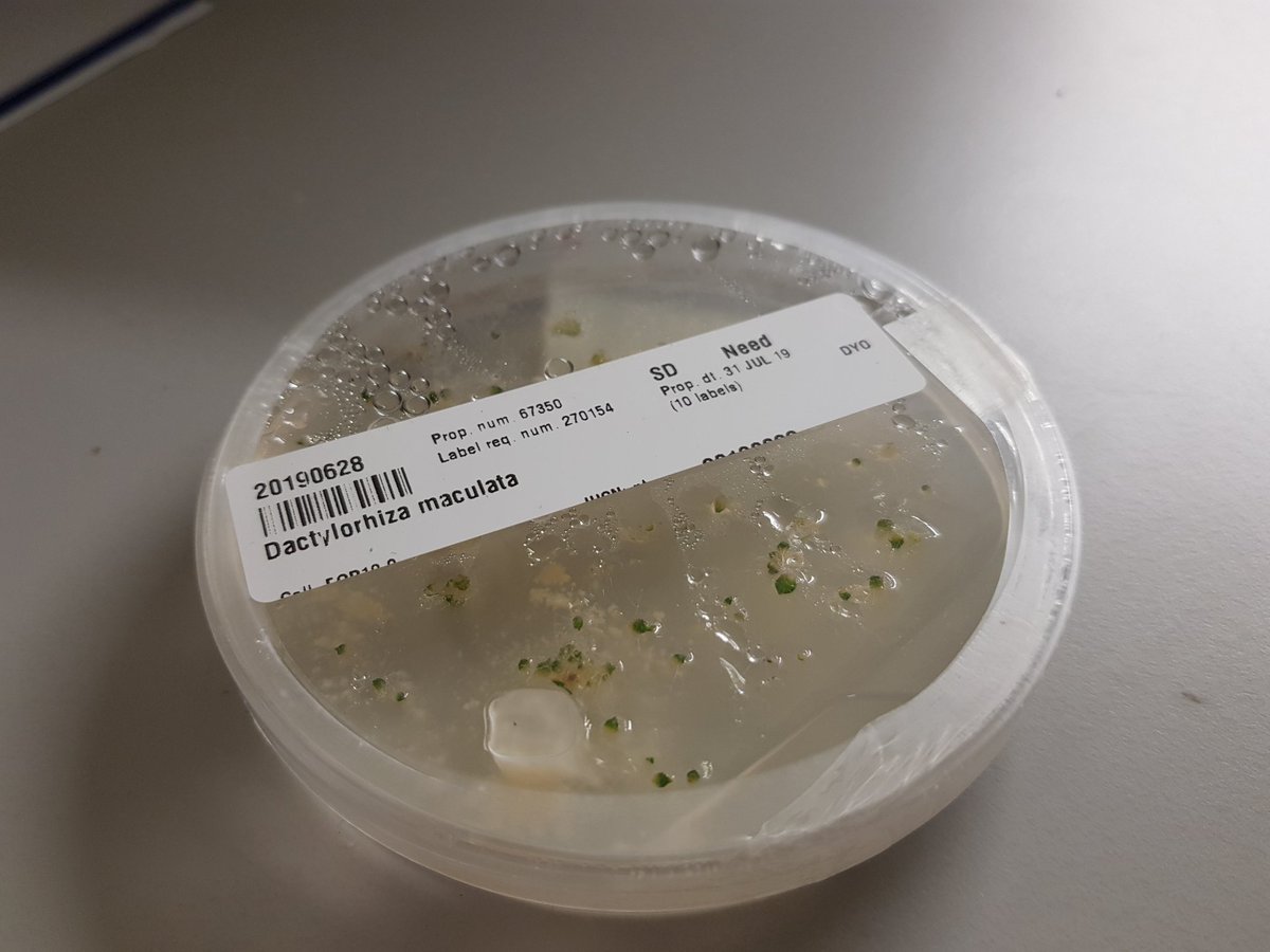 duncanyoung16's tweet image. Pricking out orchid seedlings and checking up on the others which are growing quickly! @TheBotanics @PlantsRbge #rbgehort #rbge #microprop #dactylorhiza #behindthescenes