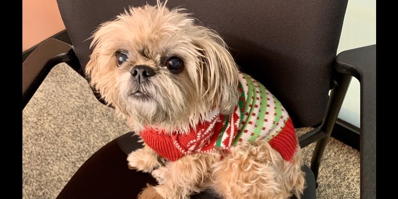 awsmarketplace's tweet photo. I think Gingko should win the Best Holiday Sweater contest! What say you? #DogsofAWS https://t.co/ajdNpkAyuJ