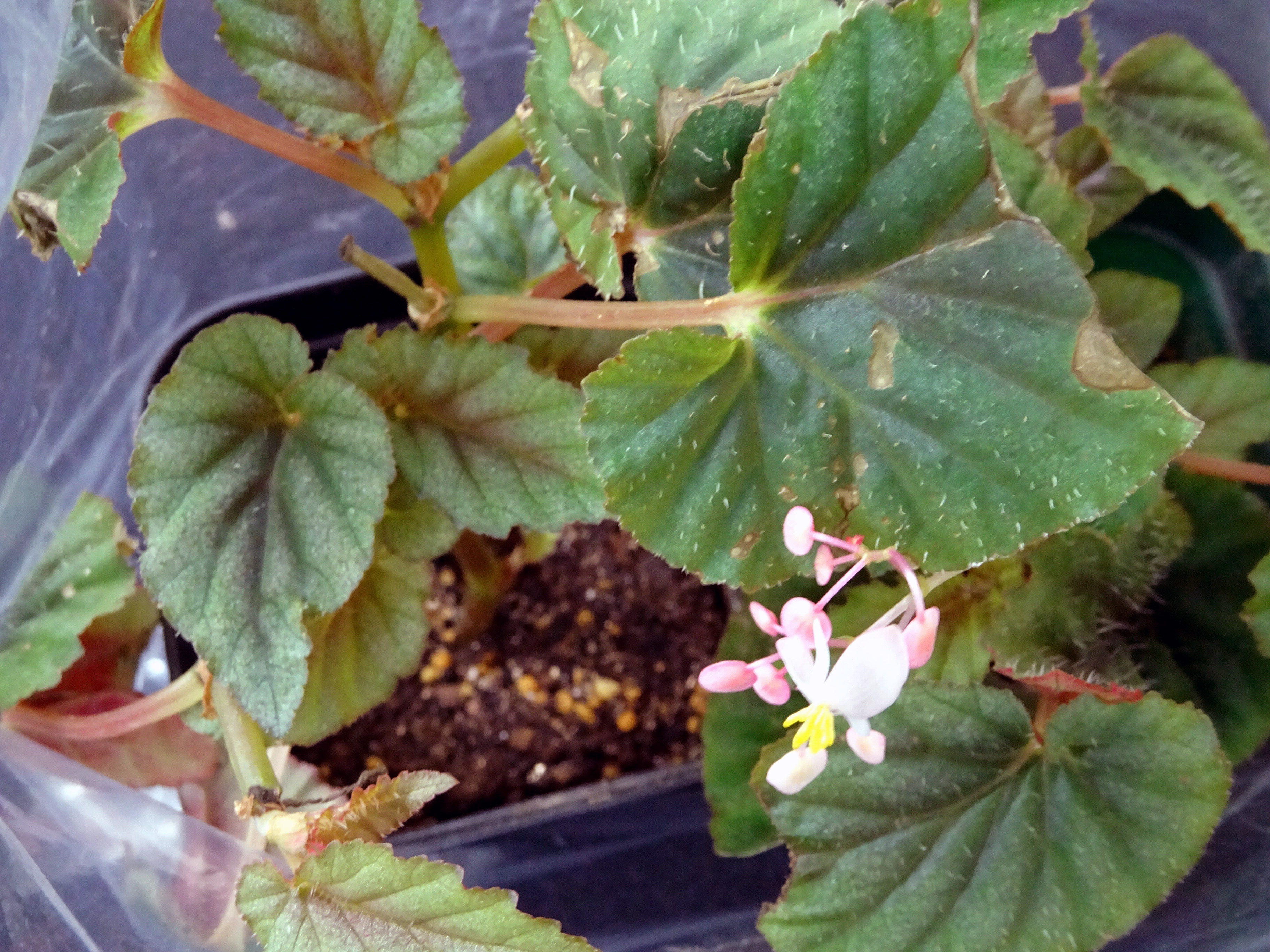 よしだ２号 プエルトリコ産の木立性ベゴニアbegonia Bartonea B バルトネア です 乾燥を嫌い弱光に耐えるのでテラリウムで栽培されます こちらはベゴニア協会関西支部11月例会で枝を入手し茎挿ししているところ 活着し馴染むまではポリ袋活用です