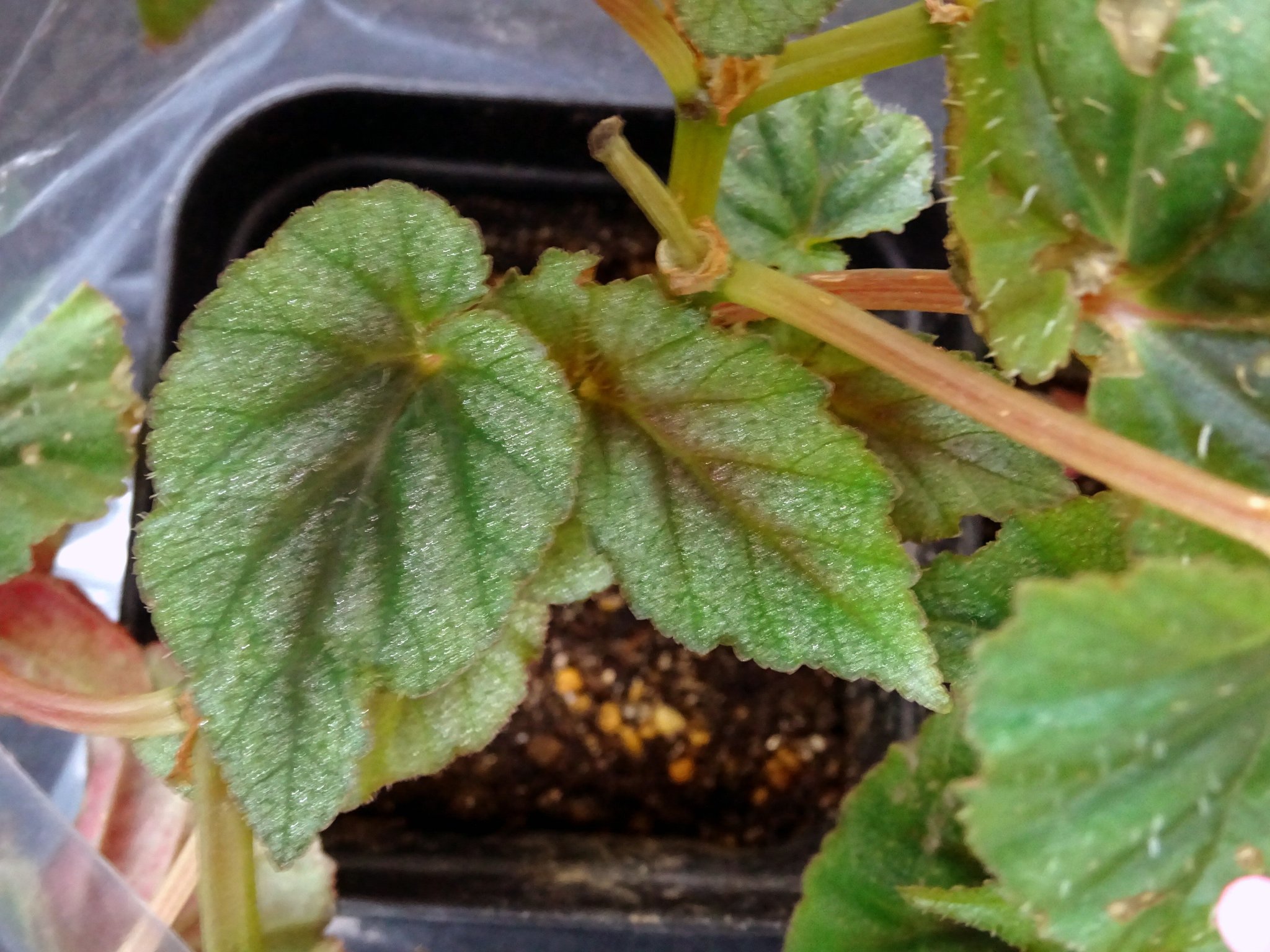よしだ2号 プエルトリコ産の木立性ベゴニアbegonia Bartonea B バルトネア です 乾燥を嫌い弱光に耐えるのでテラリウムで栽培されます こちらはベゴニア協会関西支部11月例会で枝を入手し茎挿ししているところ 活着し馴染むまではポリ袋活用です よしだ2号 プエルトリコ産の木立性ベゴニアbegonia Bartonea B バルトネア です 乾燥を嫌い弱光に耐えるのでテラリウムで栽培されます こちらはベゴニア協会関西支部11月例会で枝を入手し茎挿ししているところ 活着し馴染むまではポリ袋活用です