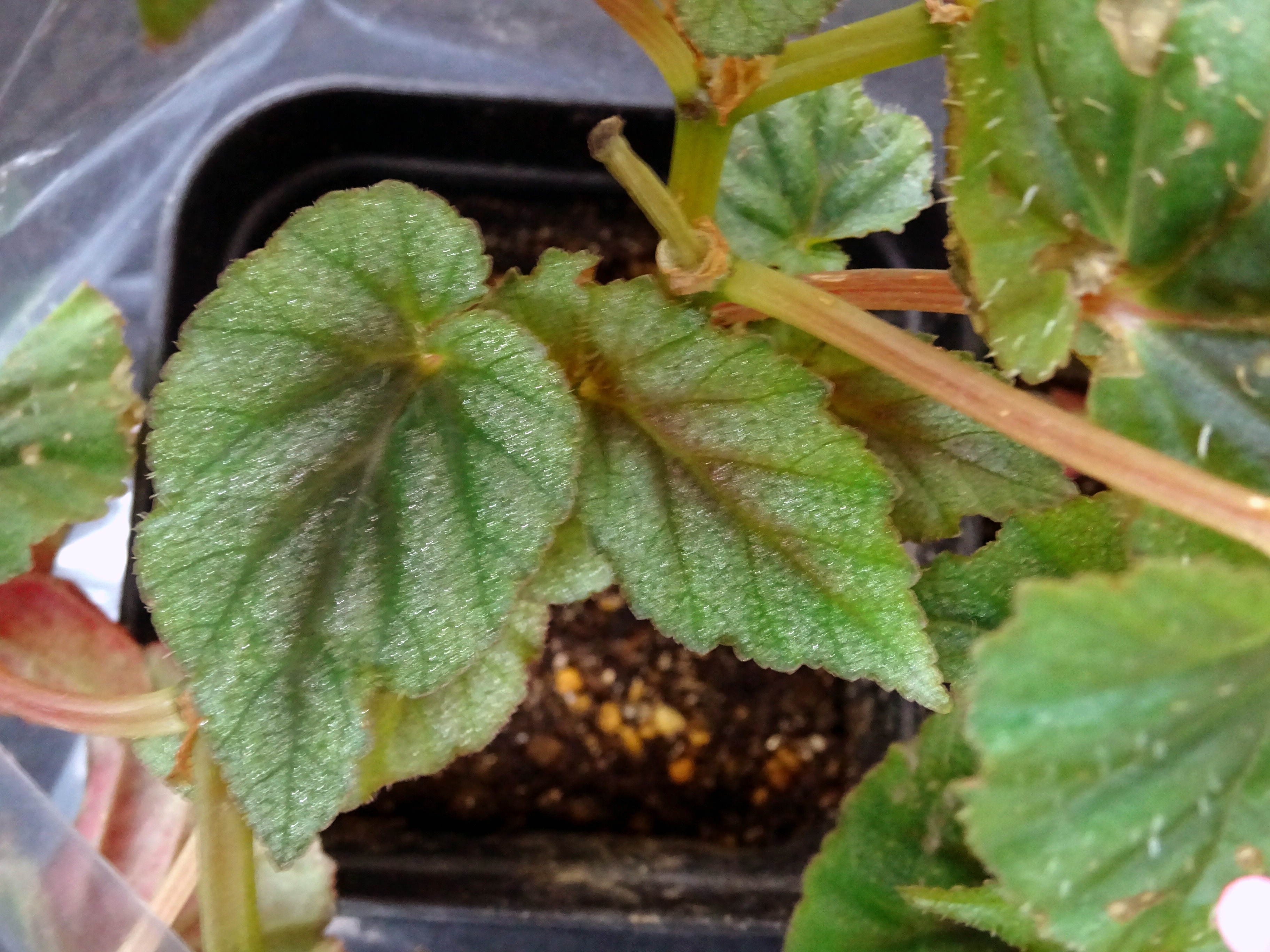 よしだ２号 プエルトリコ産の木立性ベゴニアbegonia Bartonea B バルトネア です 乾燥を嫌い弱光に耐えるのでテラリウムで栽培されます こちらはベゴニア協会関西支部11月例会で枝を入手し茎挿ししているところ 活着し馴染むまではポリ袋活用です
