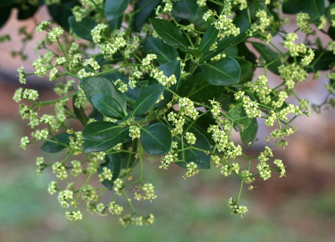 꽃과나무(Flower tree) 이미지
