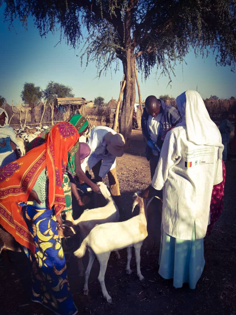 infoParsat235's tweet photo. Mise en place de CEP Élevage

Distribution des caprins aux bénéficiaires des champs école paysan (CEP) agropastoraux des villages CHEDIDE et AM HARBA dans le département de Mangalmé, le 10 décembre dernier. La cérémonie a eu lieu en présence des chefs de villages. https://t.co/2CeUVwFMfT